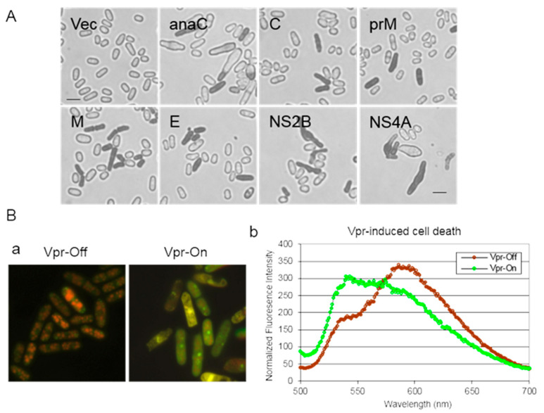 Figure 6