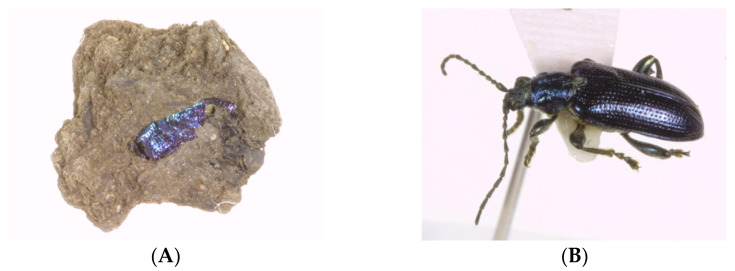 Figure 13
