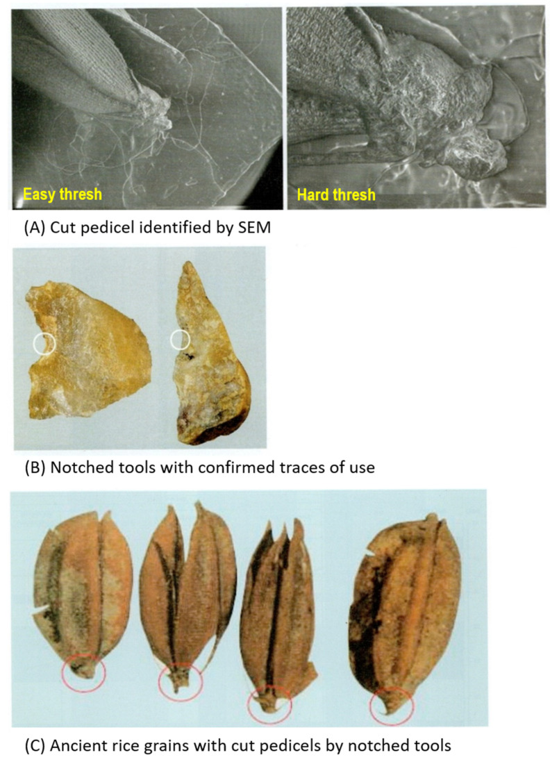 Figure 19