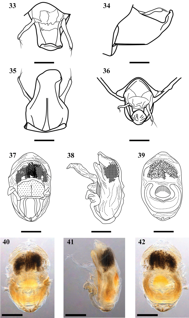 Figures 33–42