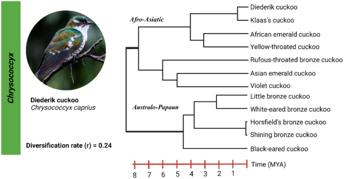 FIGURE 1