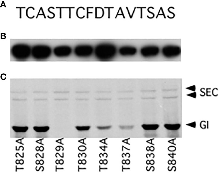 Figure 2