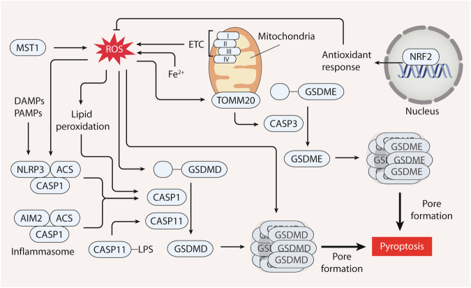 Figure 5