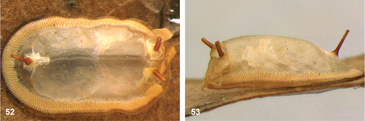 Figure 19