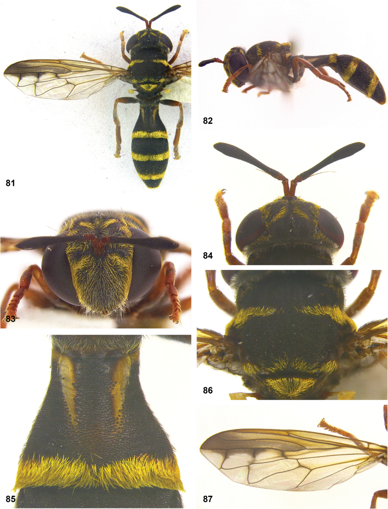 Figure 24