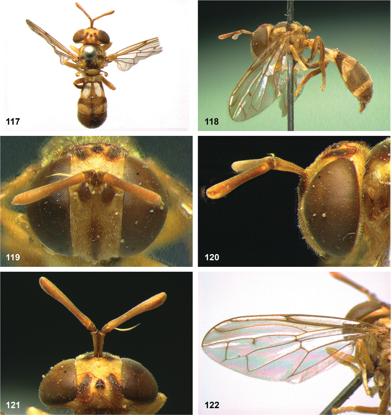 Figure 31