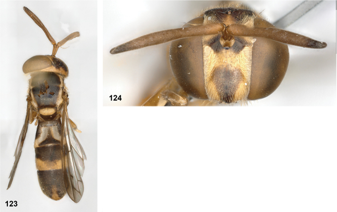 Figure 32
