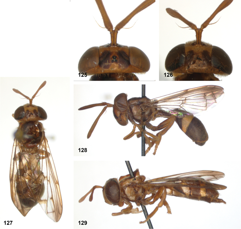 Figure 33