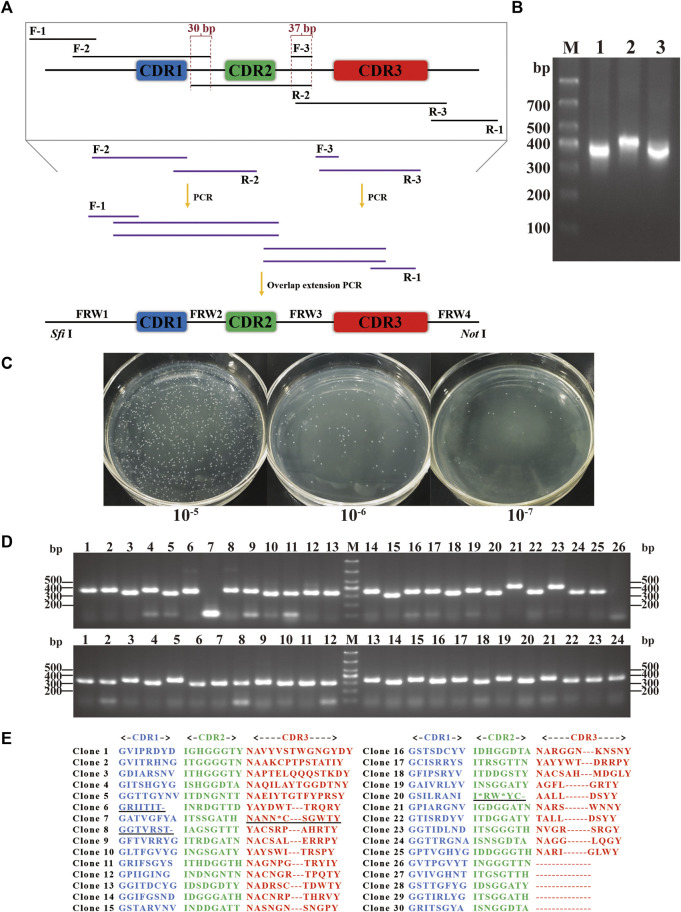 FIGURE 4