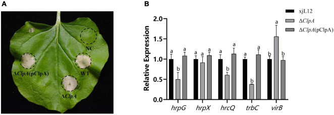 FIGURE 4