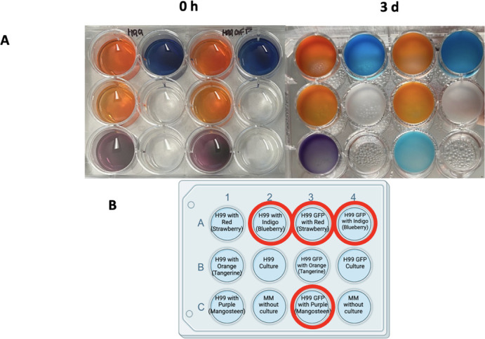 Fig 7