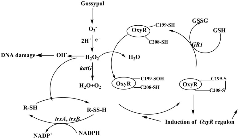 Fig 7