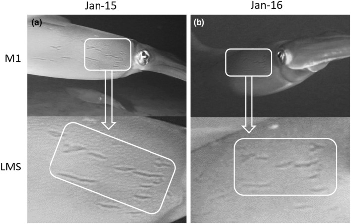 FIGURE 2
