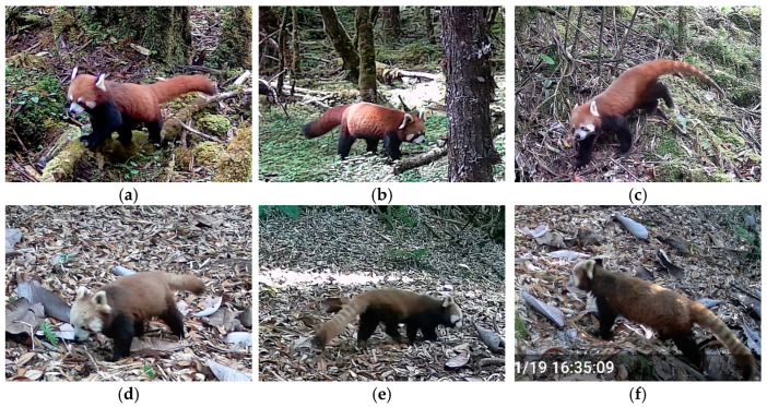 Figure 6