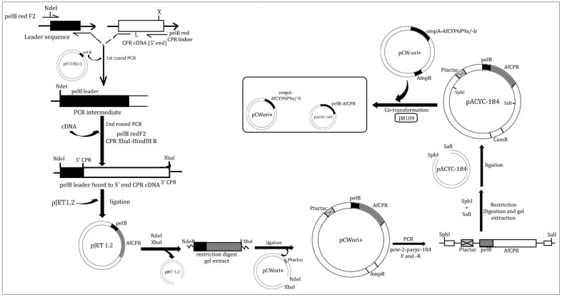 Figure 6