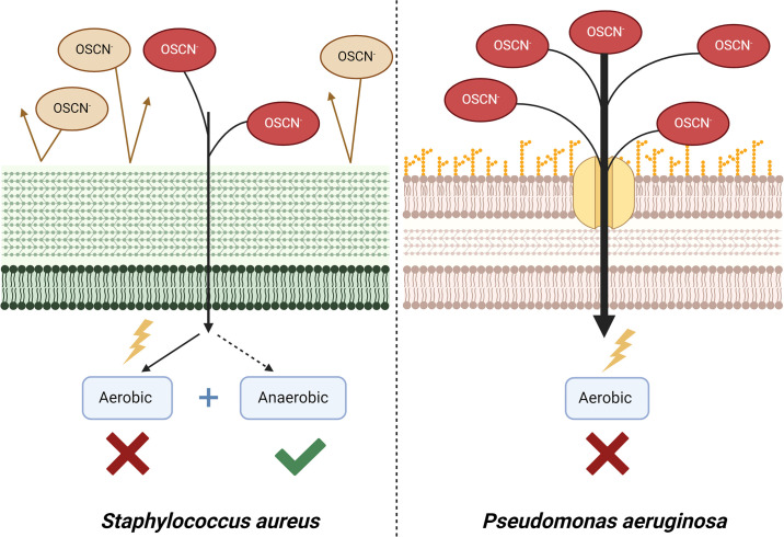 Fig 10