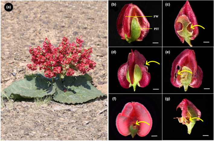 FIGURE 1