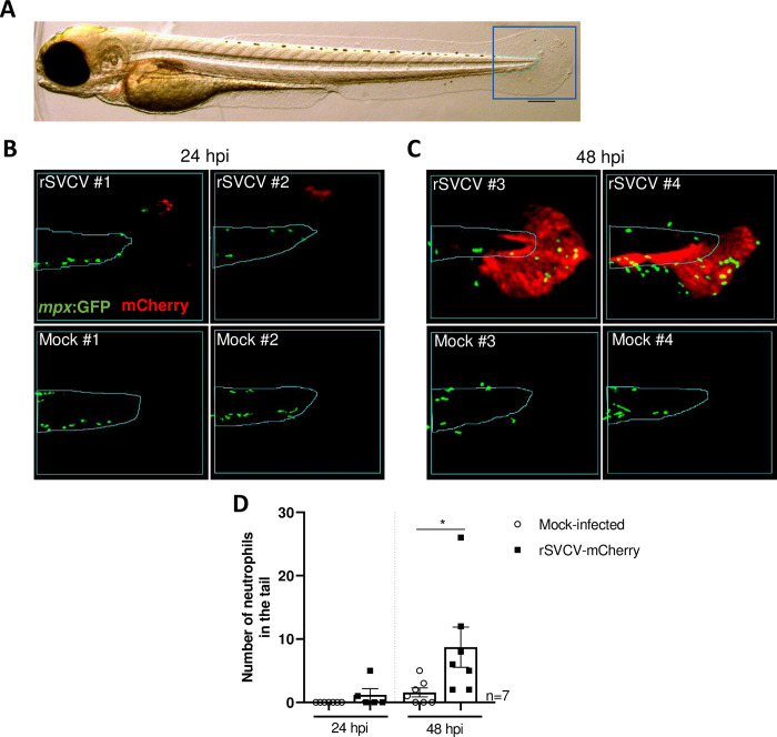 Fig 10