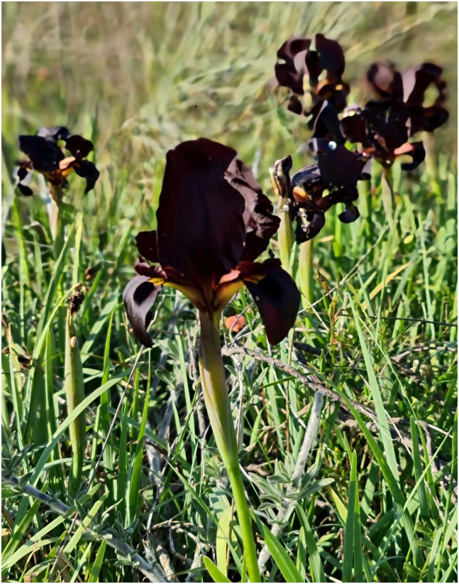 Fig 6