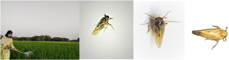 Figure 4