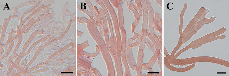 Figure 8