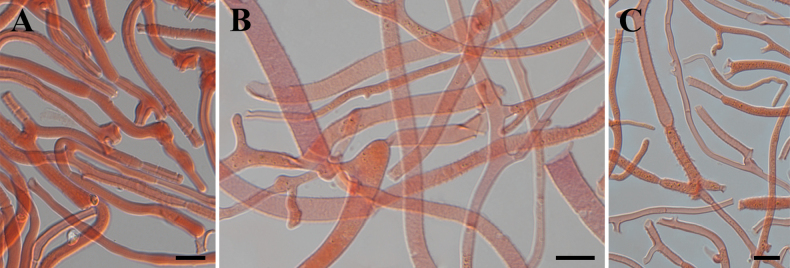 Figure 11