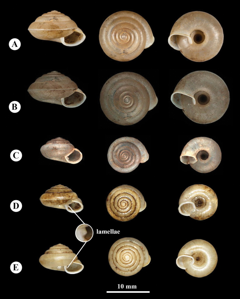 Figure 5