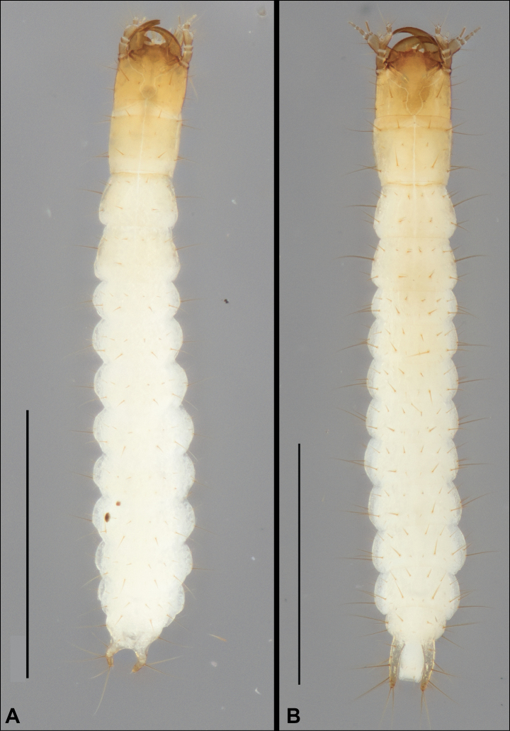 Figure 13