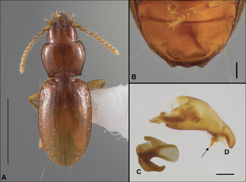 Figure 18