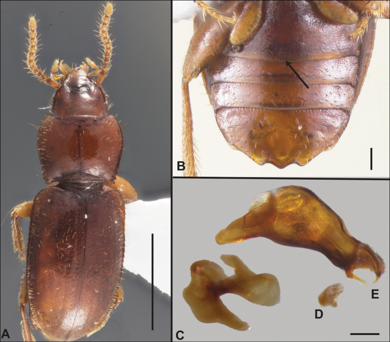 Figure 19