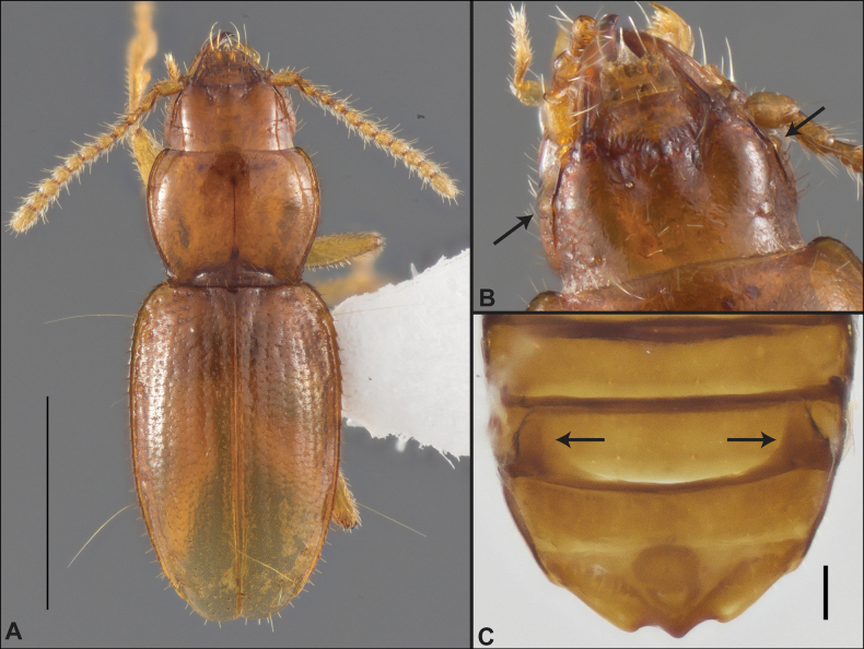 Figure 20
