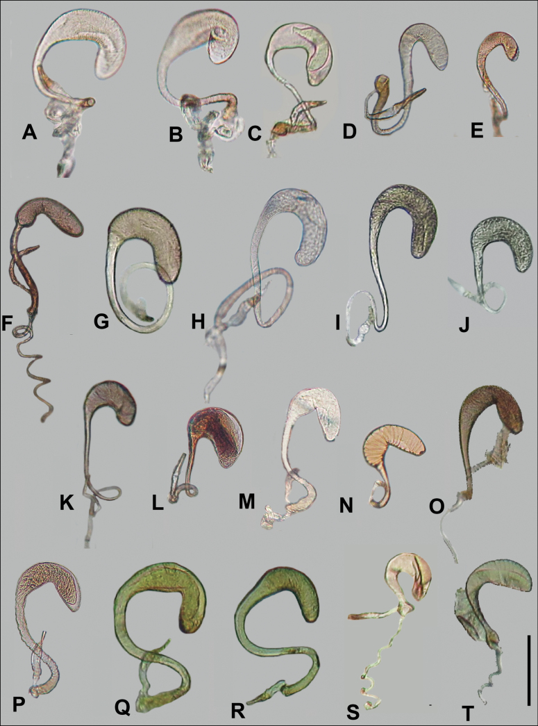 Figure 21
