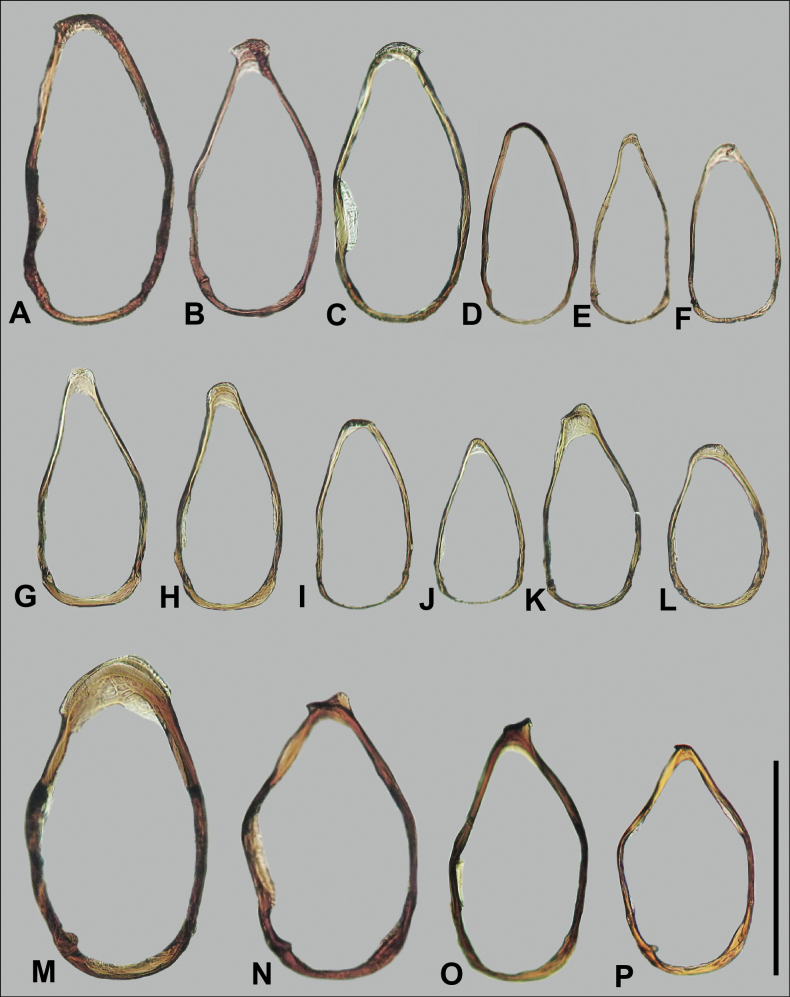 Figure 24
