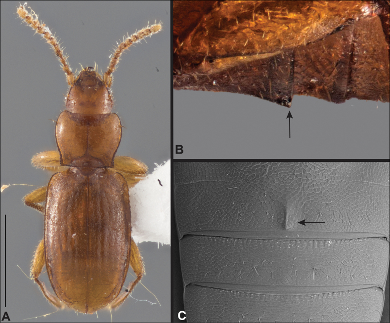 Figure 26