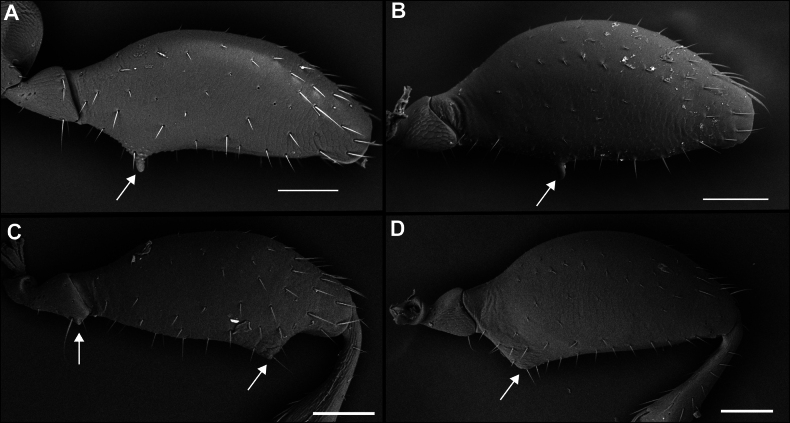 Figure 27