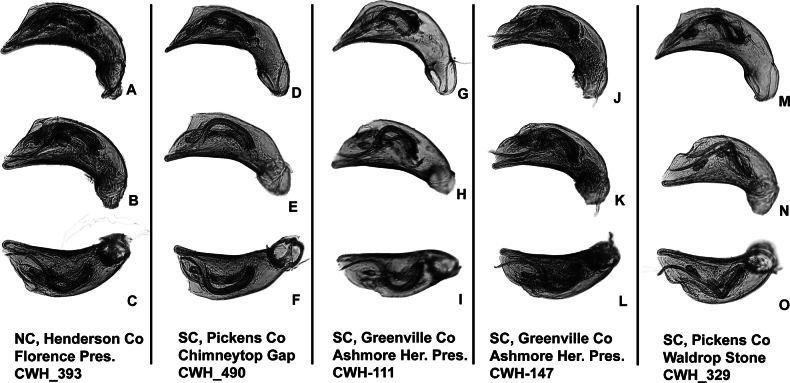 Figure 31