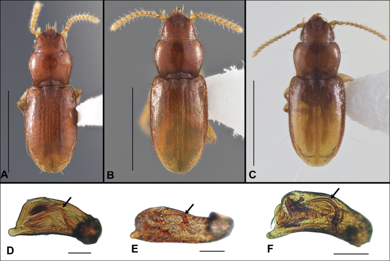 Figure 32