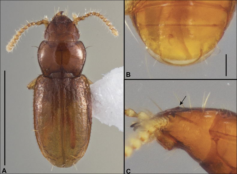 Figure 33