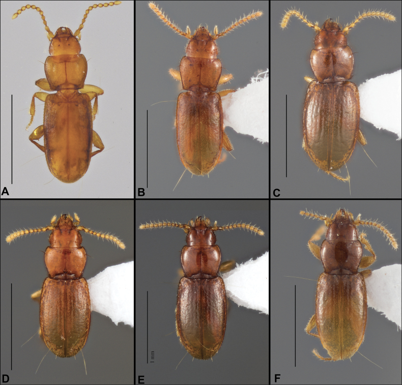 Figure 34