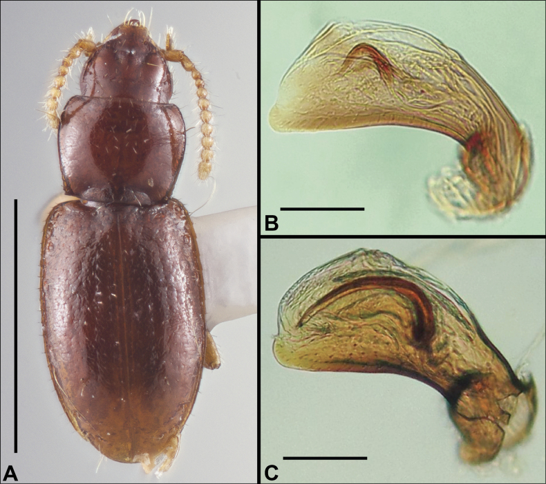 Figure 37