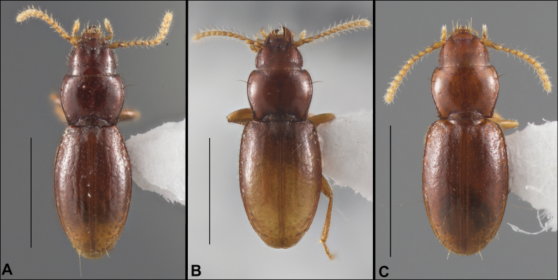 Figure 39