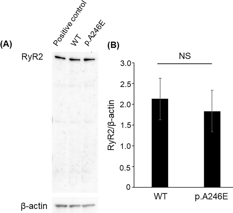 Fig 5