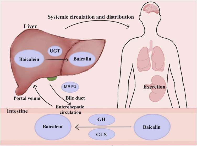 FIGURE 2