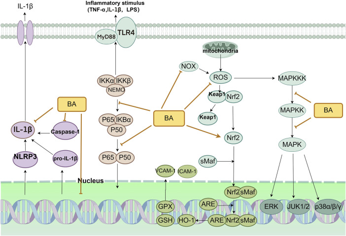 FIGURE 4