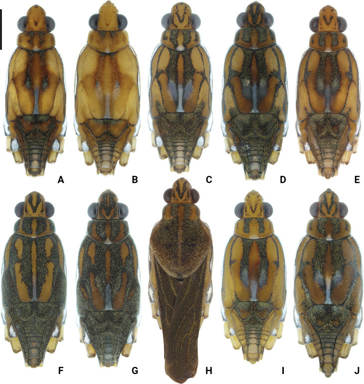 Figure 12