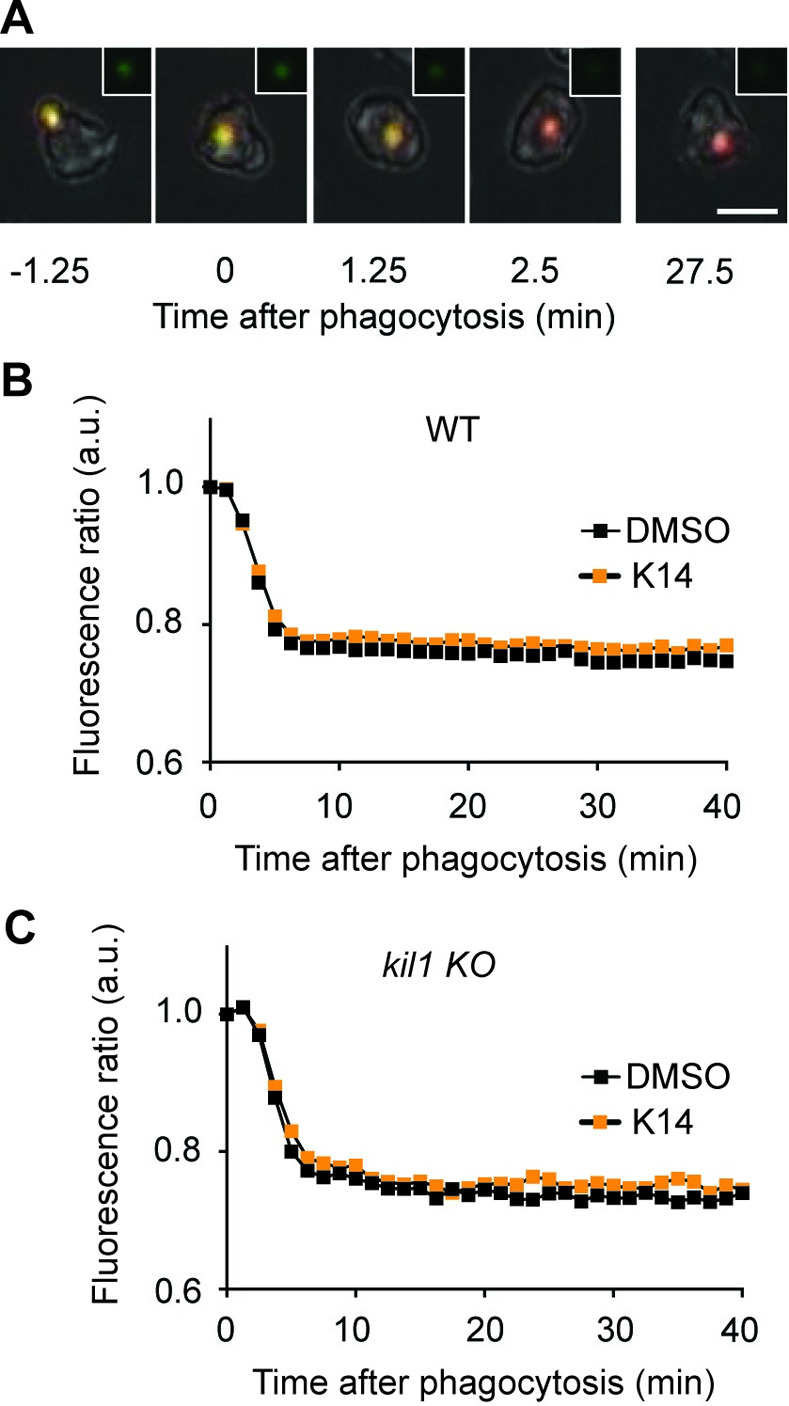 Fig 6