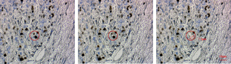 Fig 12