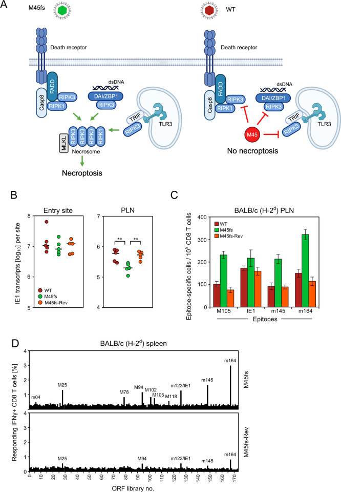 Fig 6