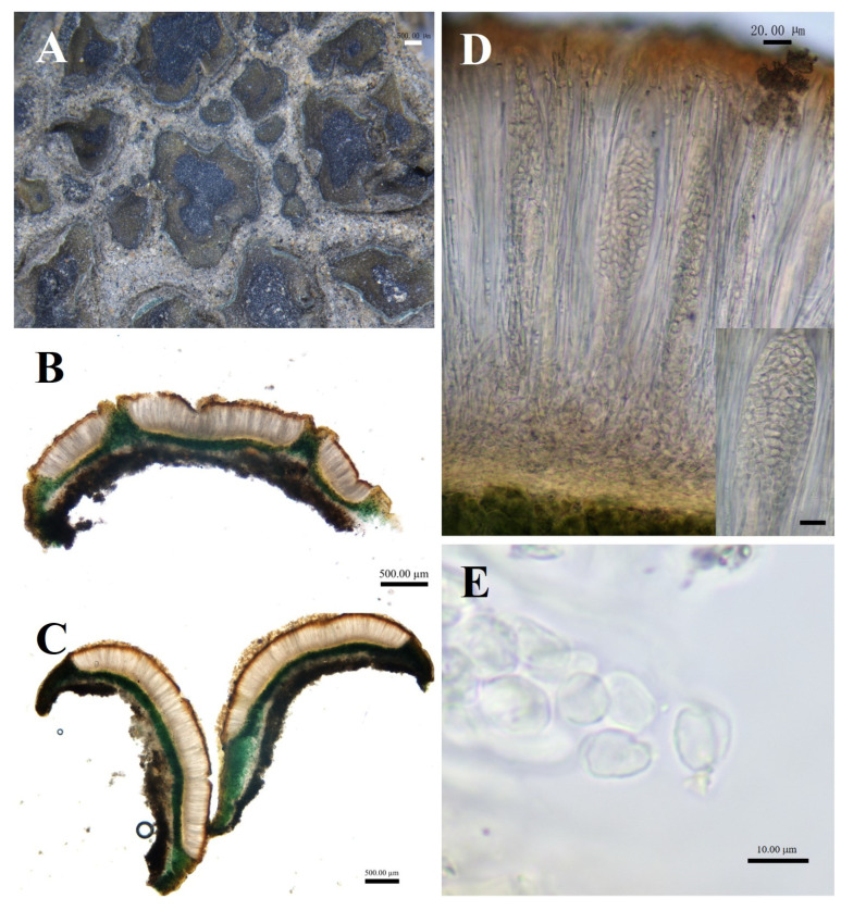Figure 6