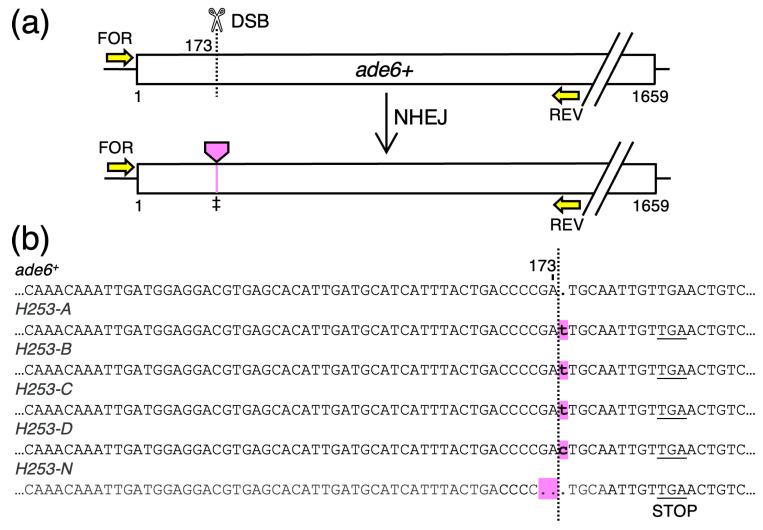 Figure 6